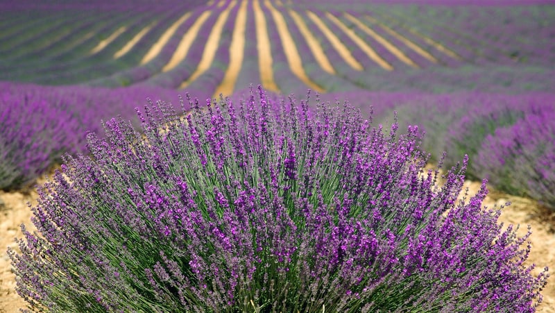 Provence, France